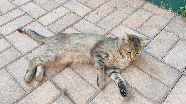Gray tabby cat rolling on its back and twisting on paving stones near a green fence
