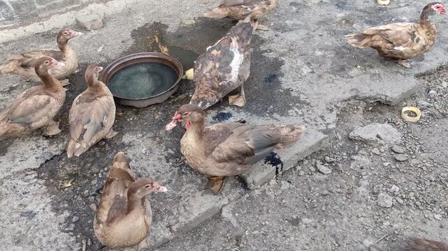 Group of brown ducks gathered around a water bowl on a concrete surface outdoors