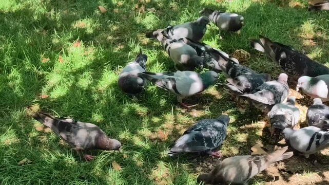 Flock of urban pigeons feeding on breadcrumbs in the green grass of a park, a common sight in the city, showing the coexistence of wildlife and urban life