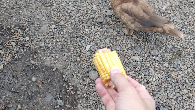 Hand holding corn cob trying to feed a brown duck that is walking away, first person view
