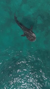 Whale shark seen from directly above off the coast of Oslob Cebu