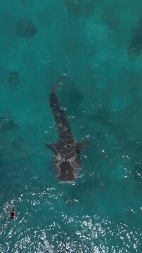 Whale shark swimming alone in deep green water off Oslob Cebu