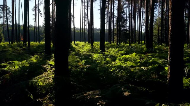 The camera moves low over lush ferns in the forest in the early morning, with sunlight breaking through the trees.