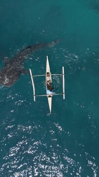 Whale shark following a paddled outrigger boat in Oslob Cebu aerial