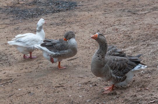 Group of grey and white domestic geese resting on dry sandy ground, farm birds with orange bills and layered plumage photographed together outdoors in Western Australia.
