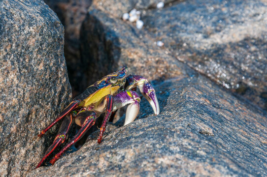 Colourful Leptograpsus variegatus rock crab on rugged shoreline near Gracetown, Western Australia, with striking purple pincers, yellow underside and dark red legs.