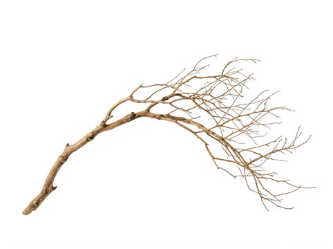 Dried bare tree branch with twigs isolated on transparent background