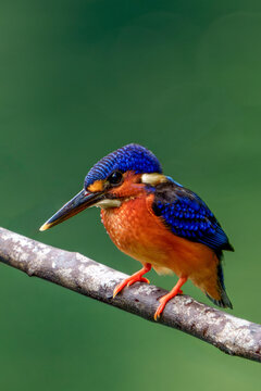 Blue-eared kingfisher perched on a branch against a green background