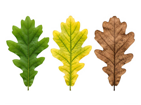 Three oak leaves in different seasonal colors green, yellow, and brown, isolated on transparent background