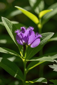 Purple polygala gaywings flower grows in north woods. Delicate petals have fringed details. Green leaves surround bloom in sunlight. Wild plant shows natural beauty.