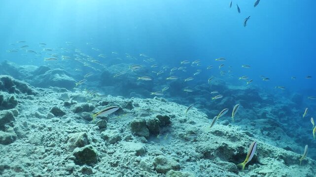 Lessepsian  red sea mullets fish in Mediterranean sea underwater Mullus barbatus