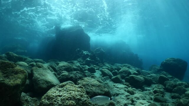 fish scenery underwater sun beams sun rays underwater mediterranean sea sun shine relaxing ocean scenery