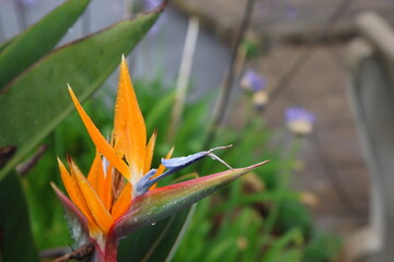 Fleurs d'oiseau de paradis (Strelitzia reginae) aux pétales orange et bleu en gros plan © Joachim Martin