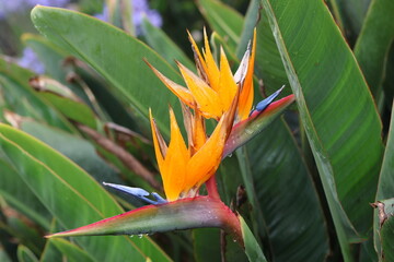 Fleurs d'oiseau de paradis (Strelitzia reginae) aux pétales orange et bleu en gros plan © Joachim Martin