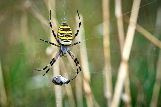 Wespenspinne ( Argiope bruennichi ).