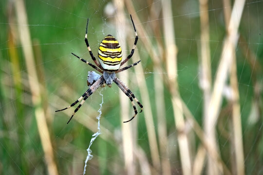 Wespenspinne ( Argiope bruennichi ).
