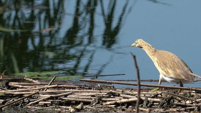 Specimen of squacco heron moving on a tangle of reeds at the edge of a small lake, Ardeola ralloides, Ardeidae

