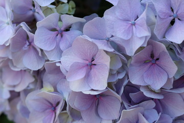Gros plan sur une fleur d'hortensia (Hydrangea) violette et bleue en pleine floraison © Joachim Martin