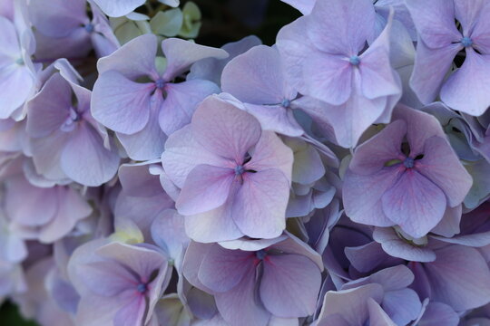 Gros plan sur une fleur d'hortensia (Hydrangea) violette et bleue en pleine floraison