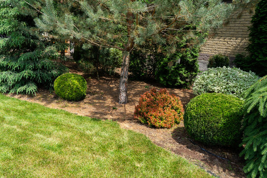 Beautiful residential garden with evergreen trees, ornamental shrubs and green lawn in summer