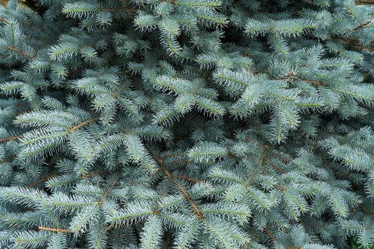 Close-up of blue spruce evergreen branches with dense silvery blue needles and natural botanical texture