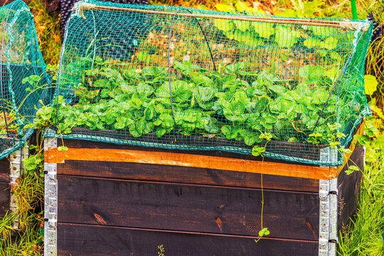 Close-up view of raised strawberry bed with protective netting and copper tape against slugs. Sweden.