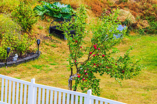 Beautiful view of apple tree full of ripe fruit growing in garden behind white fence. Sweden.