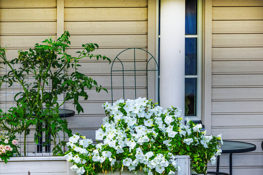Close-up view of white petunias and tomato plants growing beside house window. Sweden.