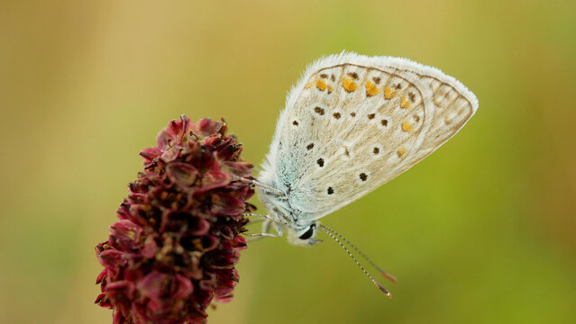 European common blue butterfly Polyommatus icarus butterflies Lycaenidae perched resting roosting on the flower head of a Great Burnet Sanguisorba officinalis polyommatinae feeding nectaring flower