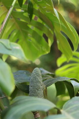Fruit comestible de Monstera deliciosa poussant au milieu du feuillage tropical © Joachim Martin