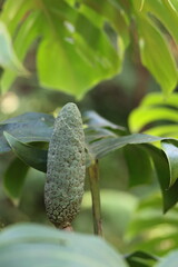Fruit comestible de Monstera deliciosa poussant au milieu du feuillage tropical © Joachim Martin