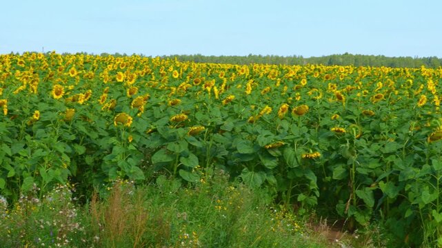 Sunflowers field under blue sky, Nature summer landscape. Field of flowering sunflowers, agricultural 4k video.