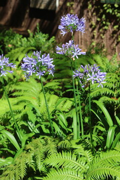 Fleurs d'agapanthes bleues violettes en gros plan &agrave; Mad&egrave;re au Portugal