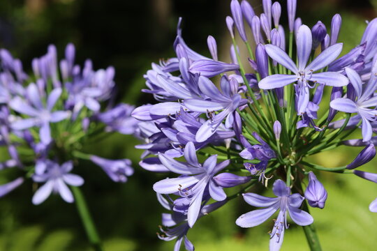 Fleurs d'agapanthes bleues violettes en gros plan &agrave; Mad&egrave;re au Portugal