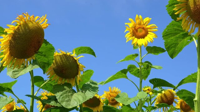 Sunflowers field under blue sky, Nature summer landscape. Field of yellow sunflowers, agricultural 4k video.