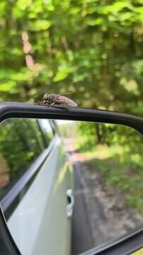 horsefly sitting on car mirror during ride through forest. dangerous horsefly insect with painful bite spreading disease. concept of horsefly threat and caution with biting insects on road