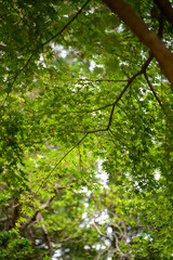 Obraz premium Upward View of Japanese Maple Tree Canopy with Dense Green Leaves and Spreading Branches