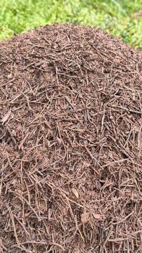 huge ant colony mound built from twigs in deep forest. thousands of ant workers moving together with collective intelligence. concept of ant labor and organized colony life in wild nature