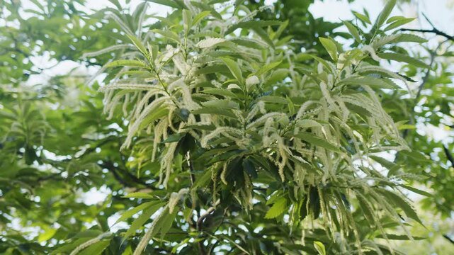 Flowering sweet chestnut tree branches with long catkins illuminated by beautiful evening backlight. 