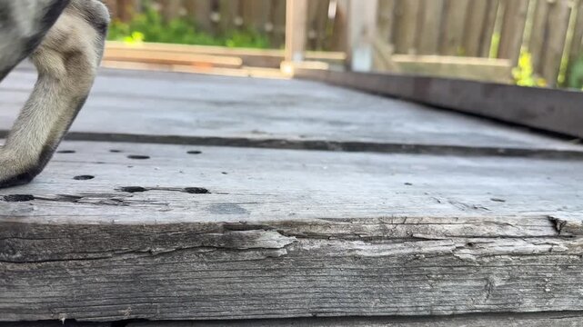 Close-Up View of Cat Paws Ambulating on Weathered Wooden Surface, Showcasing Unique Paw Structure and Movement in Natural Outdoor Setting
