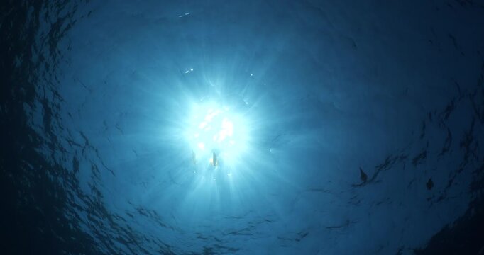 squid  underwater  calamari drifting and swimming underwater close and slow ocean scenery animal cephalopod : Decapodiformes sepioteuthis lessoniana