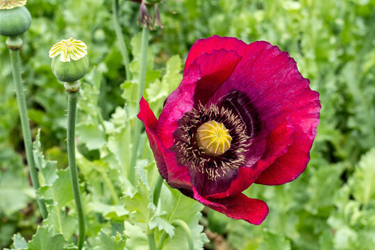 opium poppy (Papaver somniferum) flower in full bloom