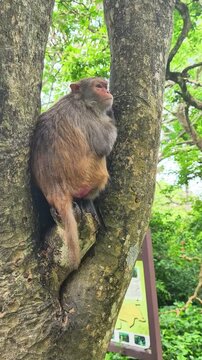 macaque monkey sitting in tree fork watching reserve visitors. wild monkey resting on trunk and observing people below. concept of monkey curiosity and wildlife encounter in nature sanctuary