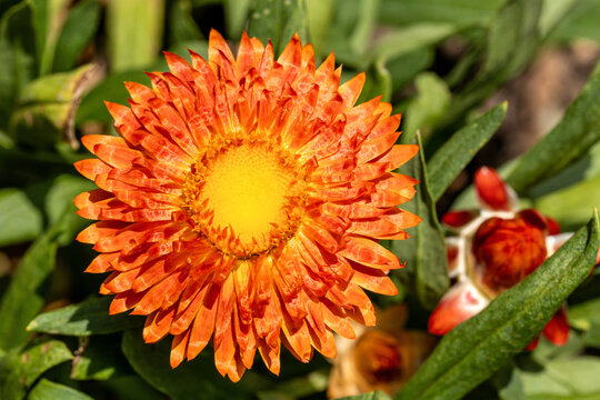 vibrant orange strawflower (Xerochrysum bracteatum)