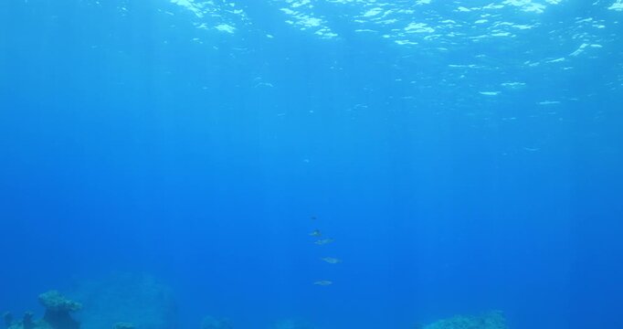 squid  underwater  calamari drifting and swimming underwater close and slow ocean scenery animal cephalopod : Decapodiformes sepioteuthis lessoniana