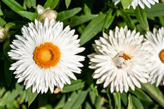 white garden strawflower (Xerochrysum bracteatum)