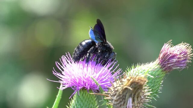 specimen of violet carpenter bee, Xylocopa violacea, Apidae feed on a flower of milk thistle or blessed milkthistle 


