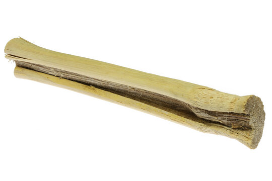 dried sugarcane stalk isolated on white background