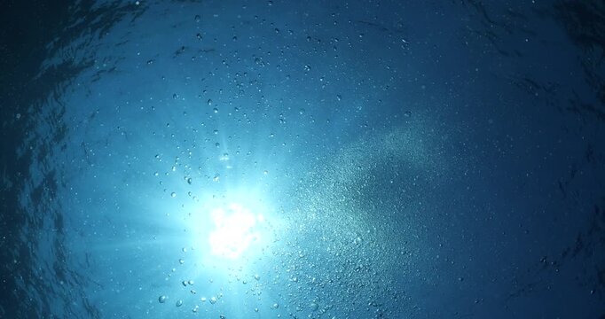 squid  underwater  calamari drifting and swimming underwater close and slow ocean scenery animal cephalopod : Decapodiformes sepioteuthis lessoniana