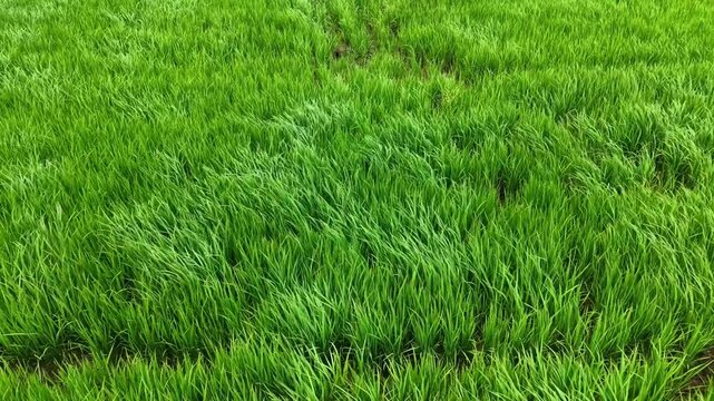 aerial view of lush green rice paddy crops swaying in wind